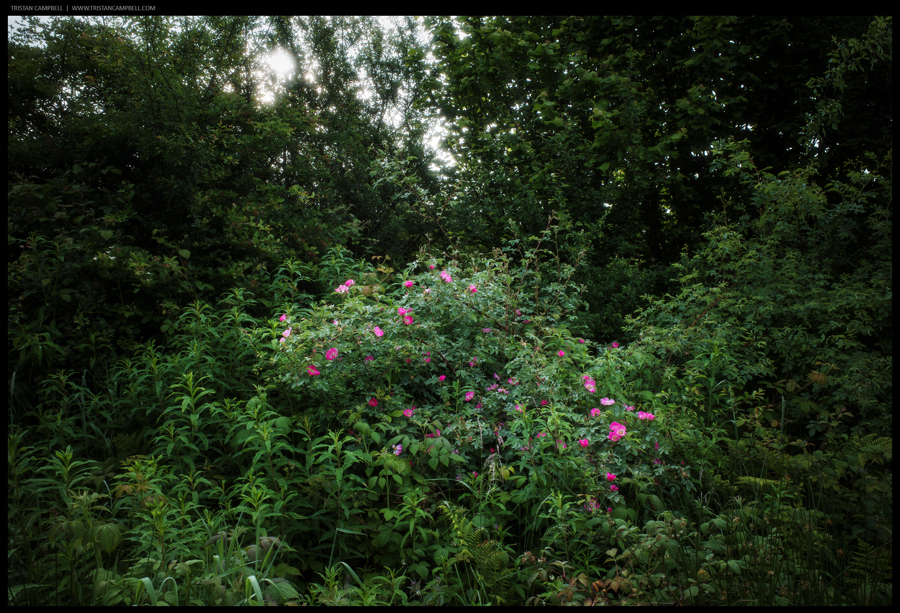 Journal — 13th June 2024